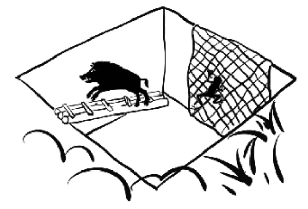 微观的“桥”解救被困集水井的野猪与蛙.png